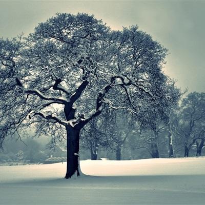 可爱的精灵姐妹
